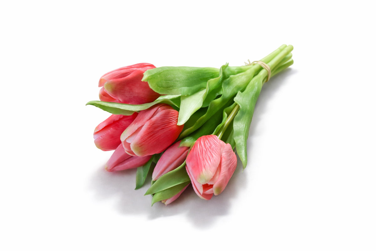 Tulpen "Mauve"