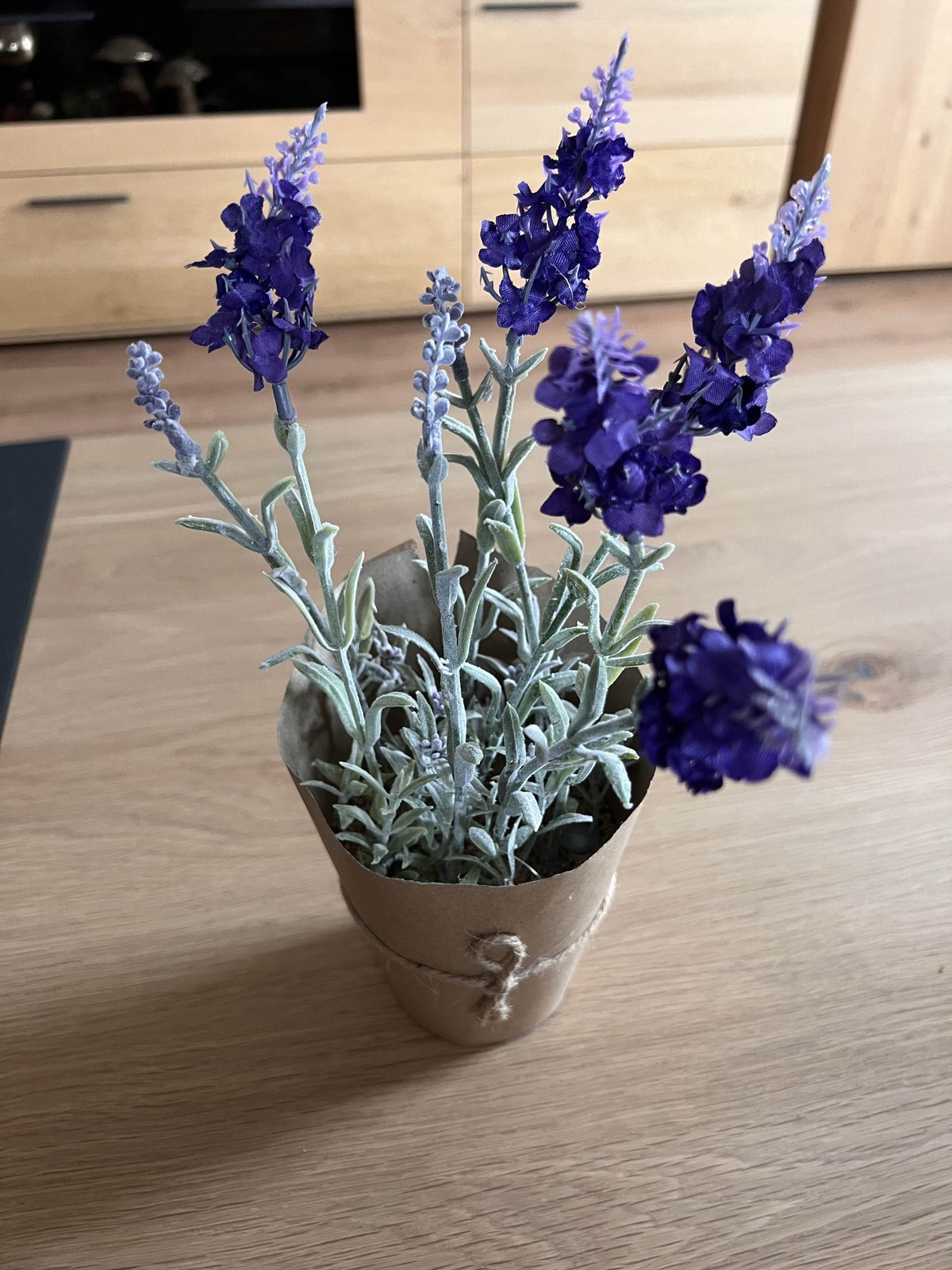 Lavendel im Topf