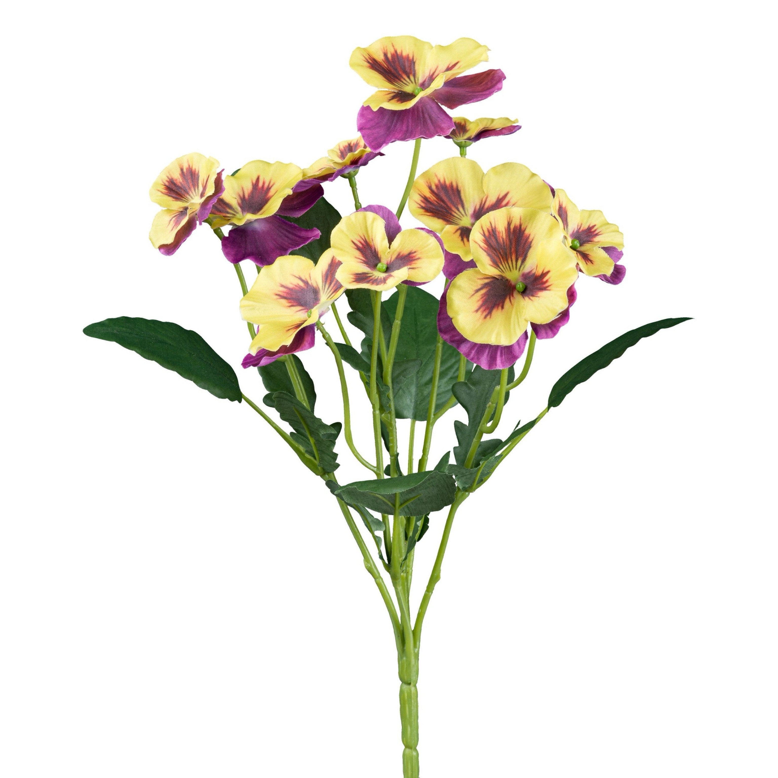 Stiefmütterchen mauve-gelb