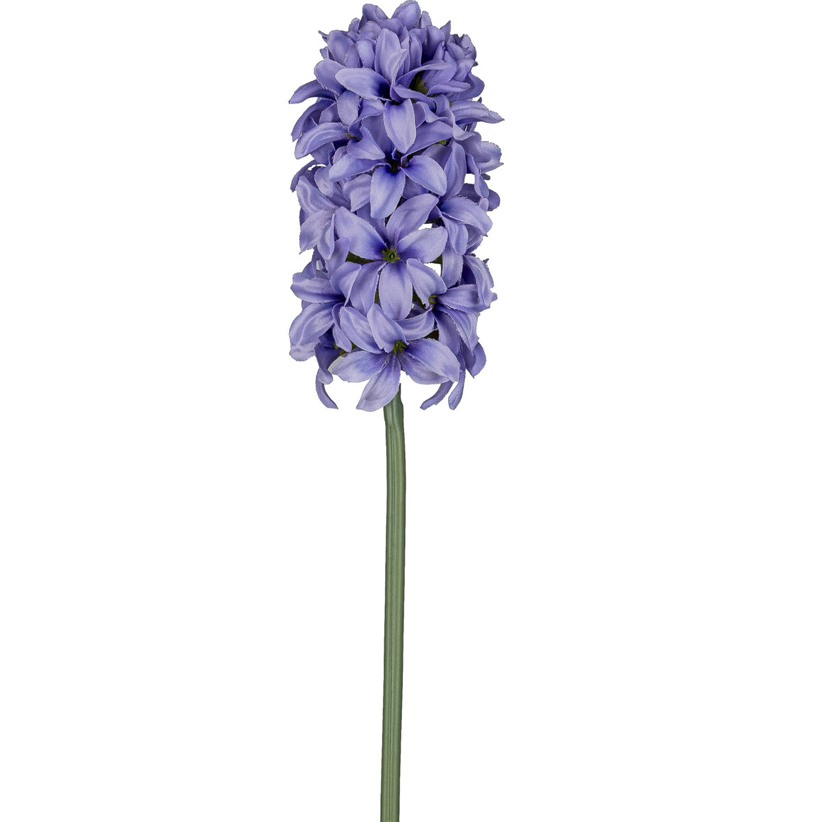Hyazinthe lila
