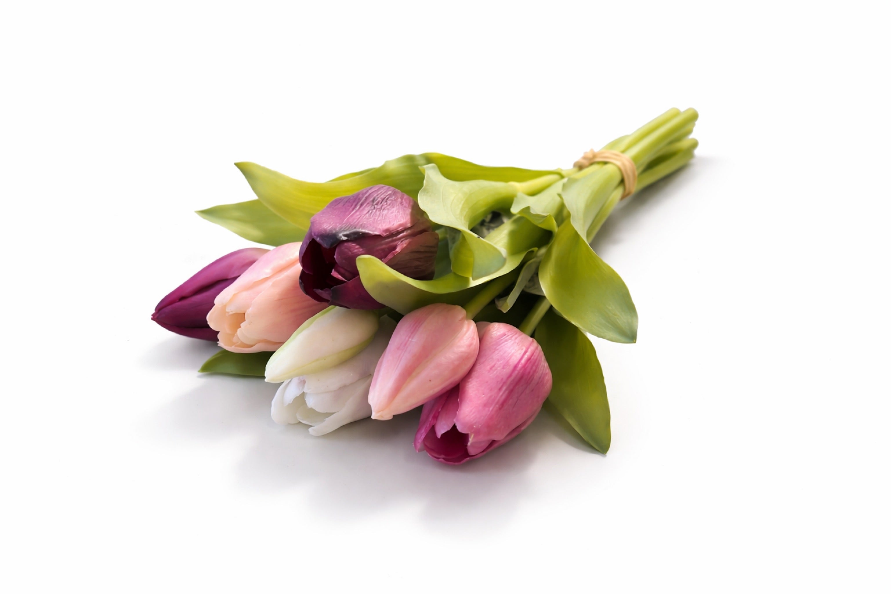 Tulpen "Lila/Pink"