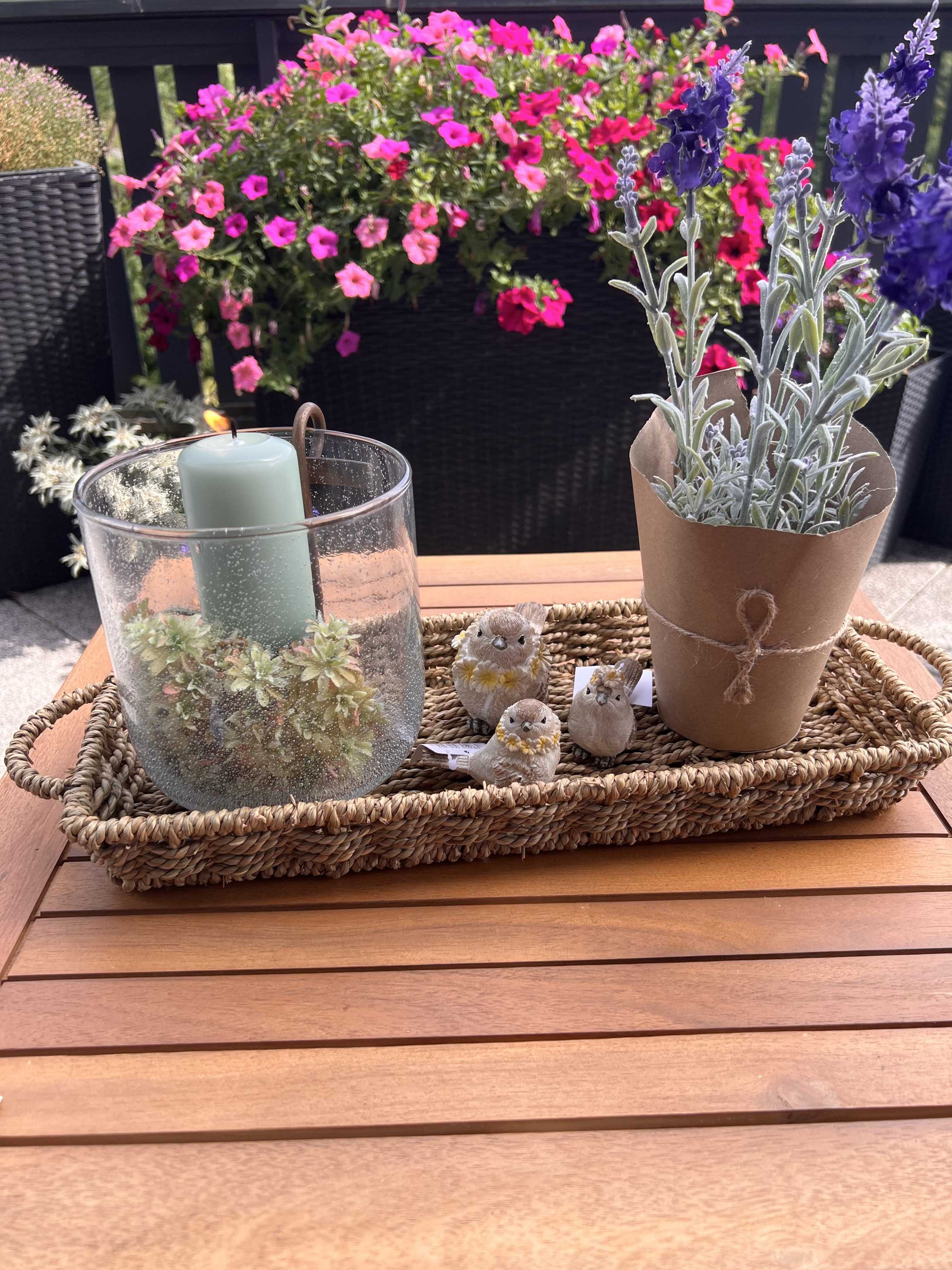 Lavendel im Topf