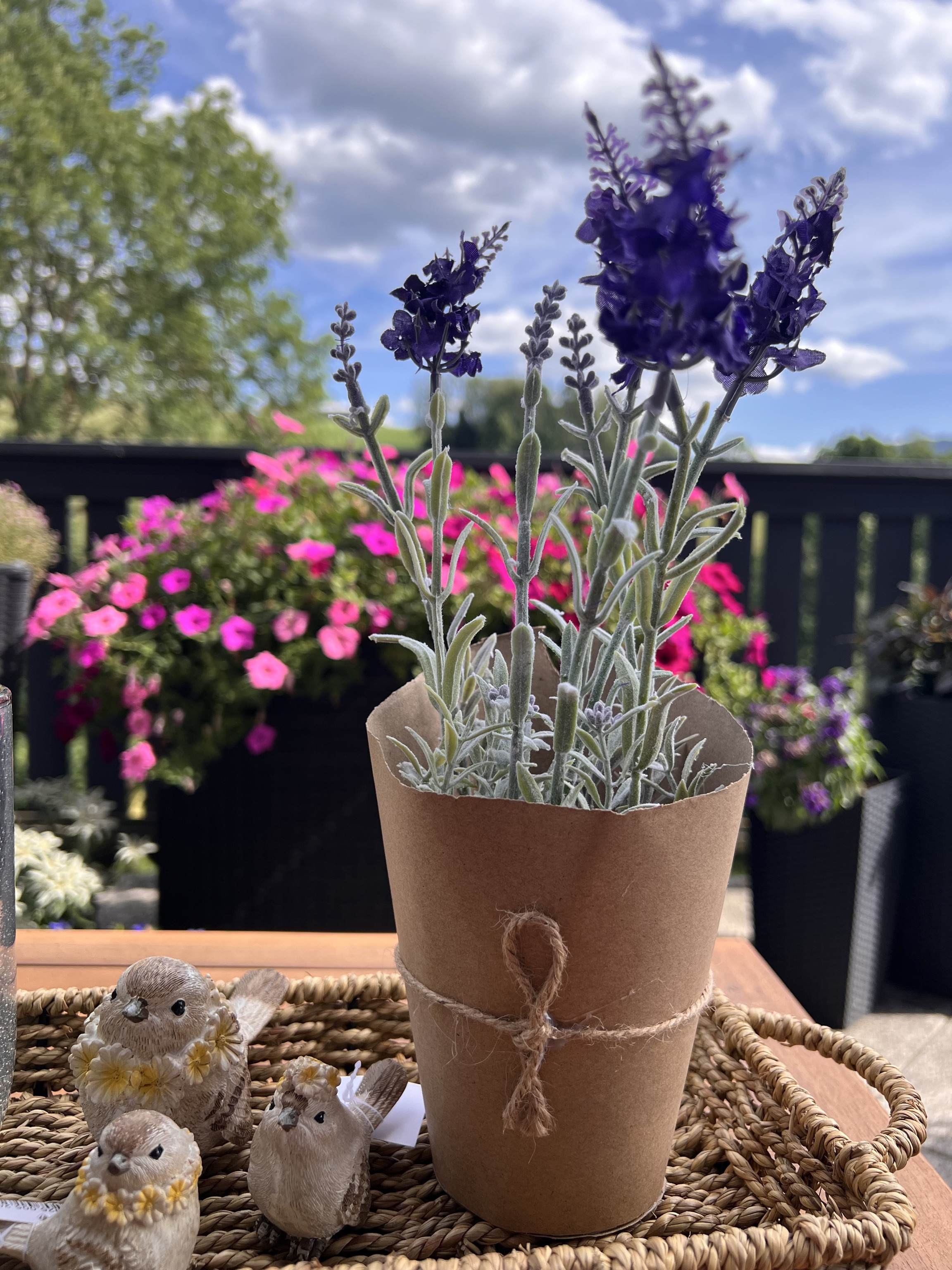 Lavendel im Topf