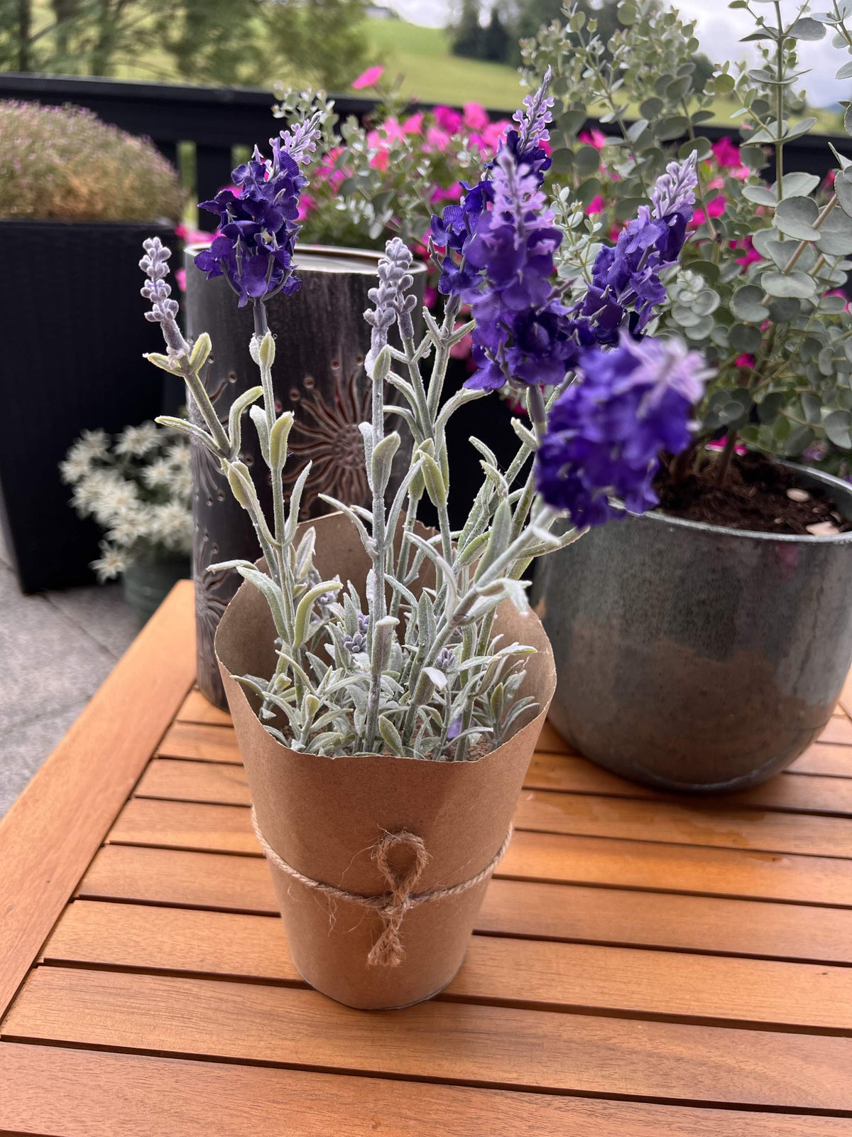 Lavendel im Topf