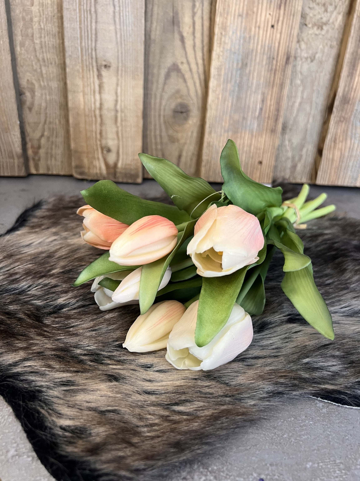 Tulpen "Apricot"