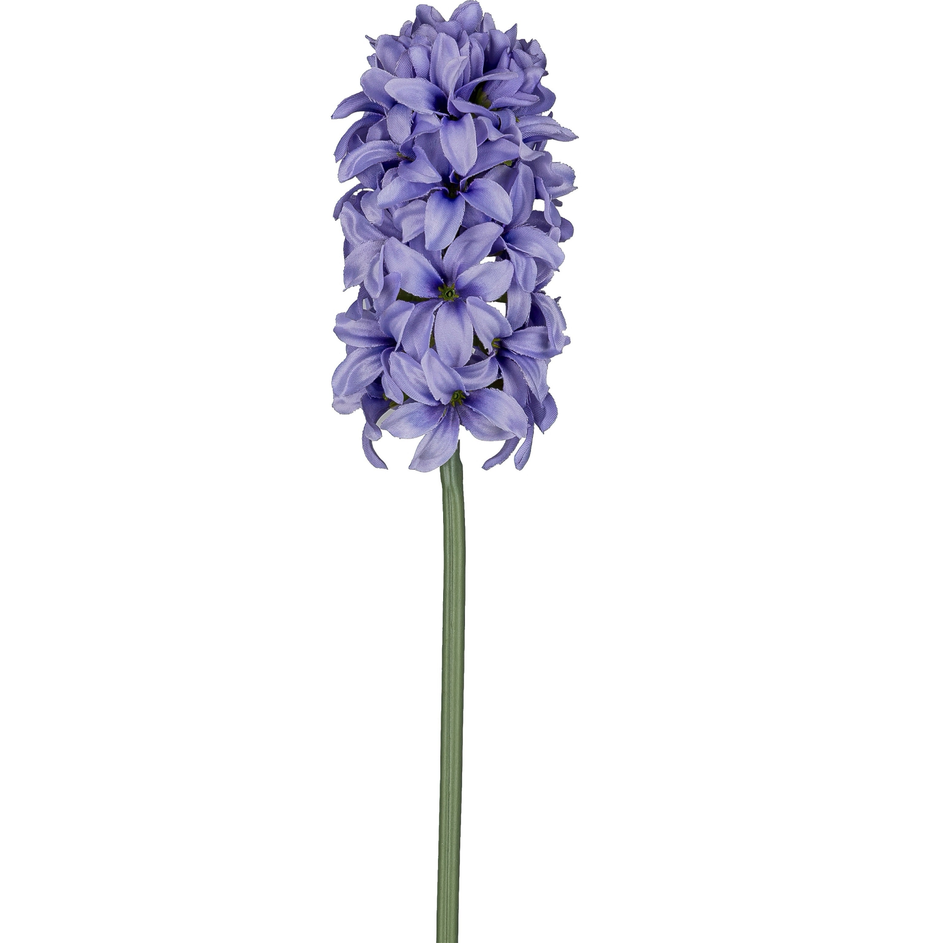 Hyazinthe lila