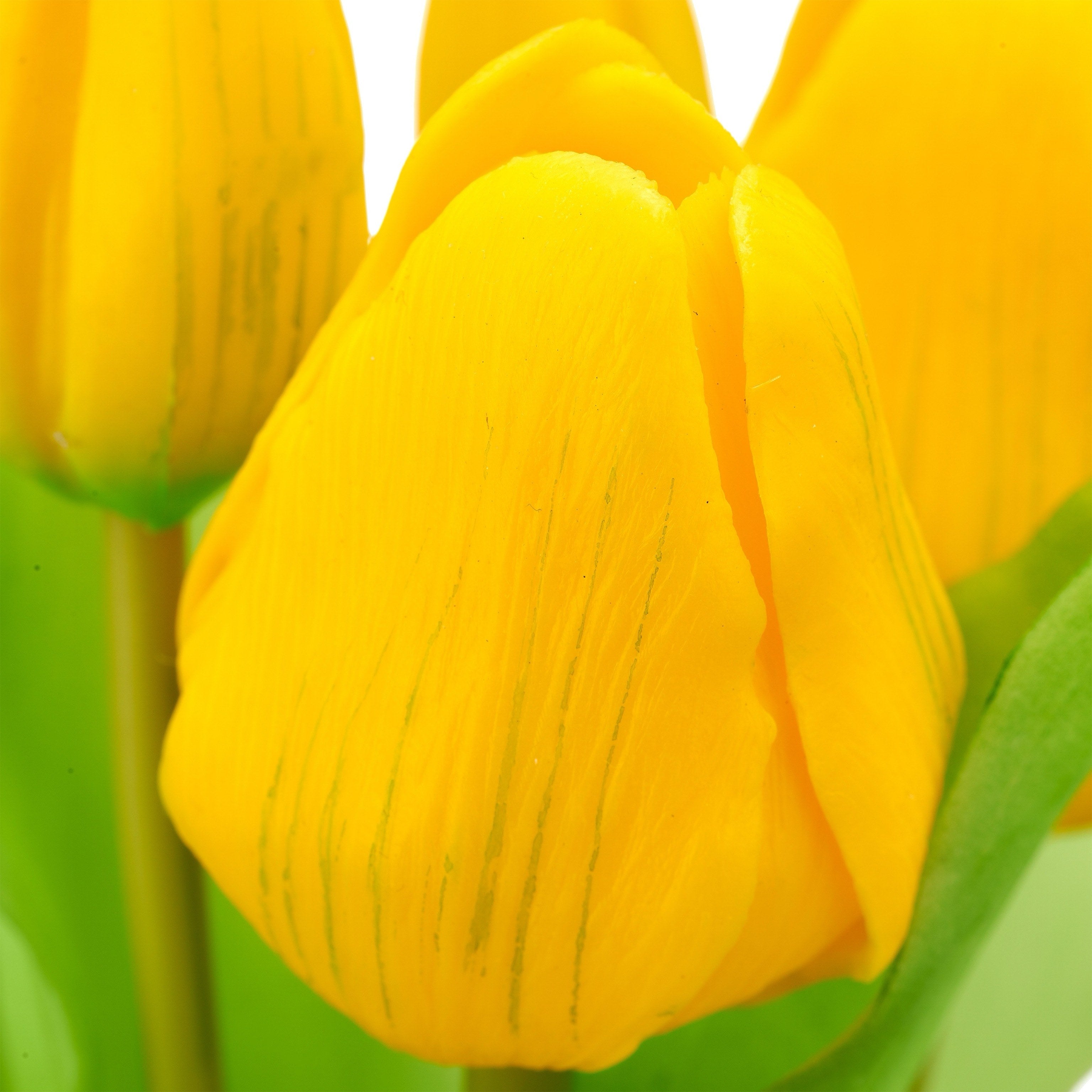 Tulpen "Gelb"